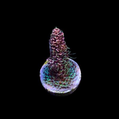 Rainbow Millepora - Frag (Acropora Millepora)