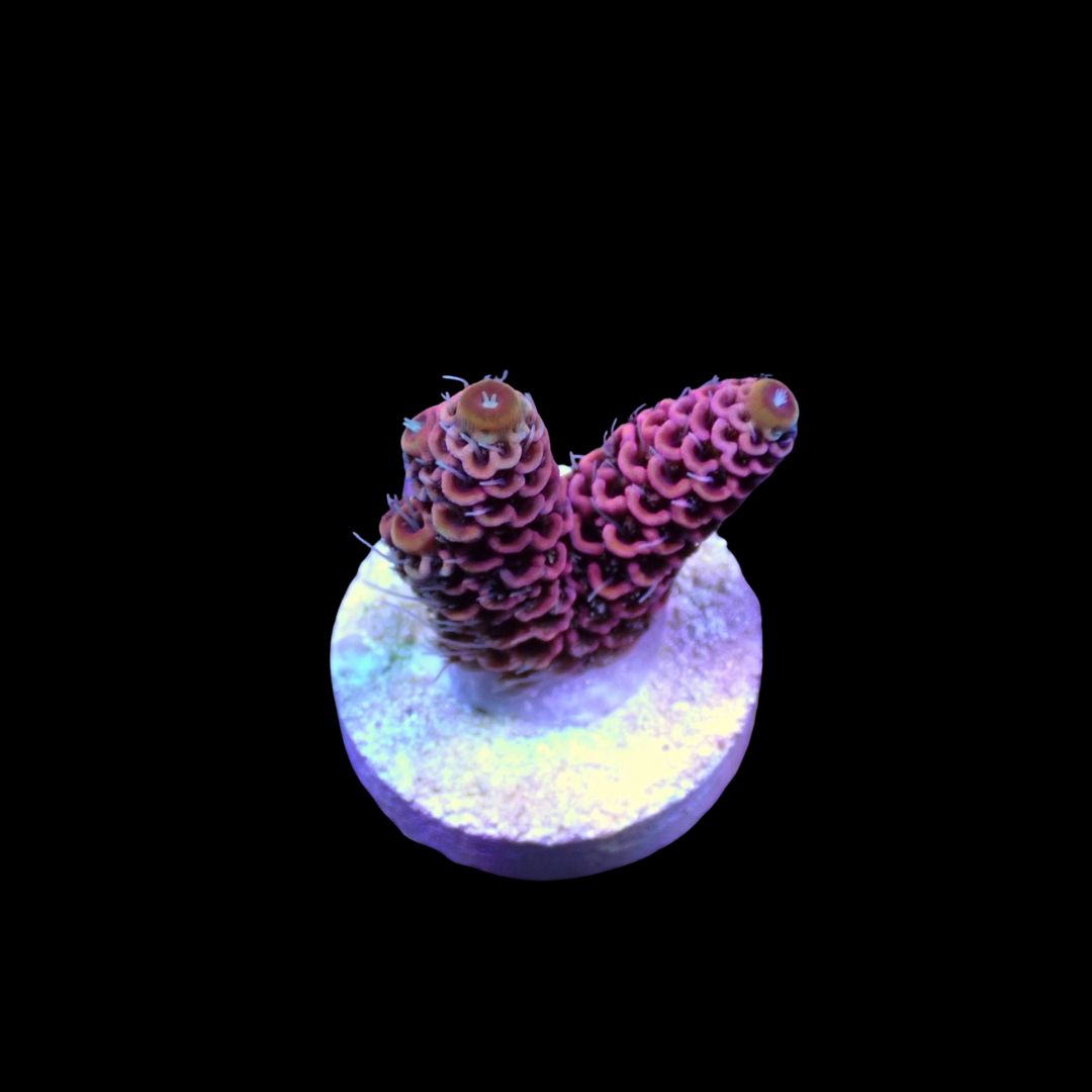 Bubble Gum Millepora - Frag (Acropora Millepora)