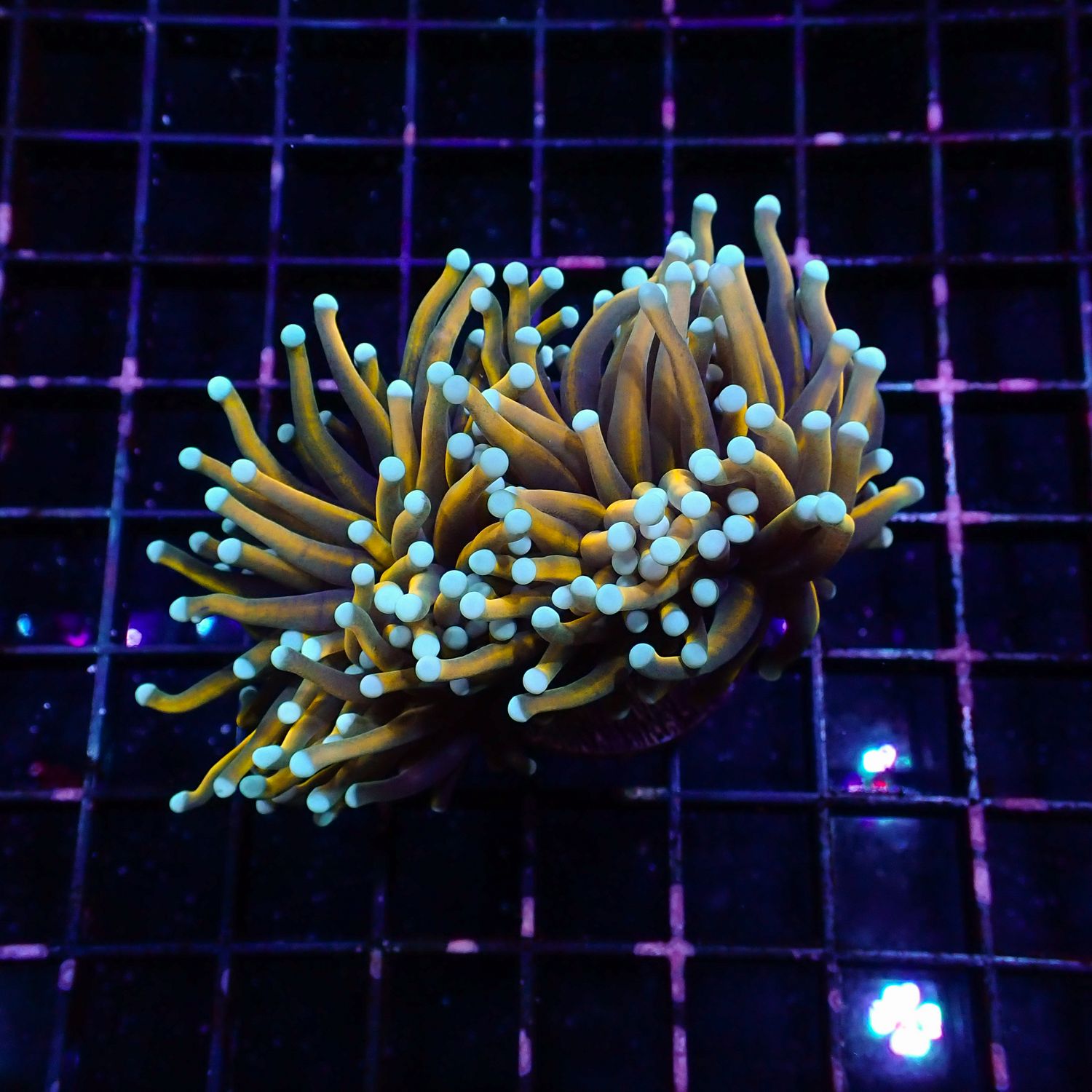 Blue Tip Indo Gold Torch - 1-2 Head Frags (Euphyllia Glabrescens)