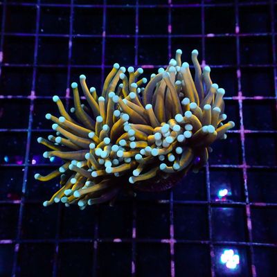 Blue Tip Indo Gold Torch - 1-2 Head Frags (Euphyllia Glabrescens)