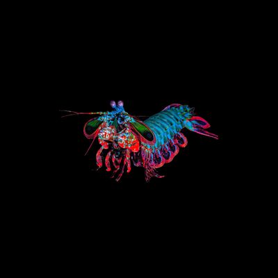 Peacock Mantis Shrimp (Odontodactylus Scyllarus)