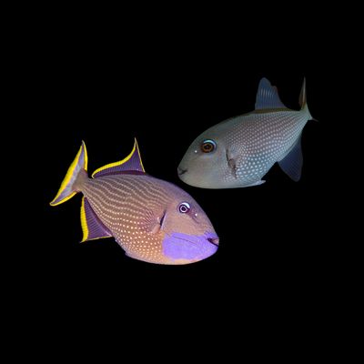 Blue Throat Trigger Pair (Hologturia Sp.)