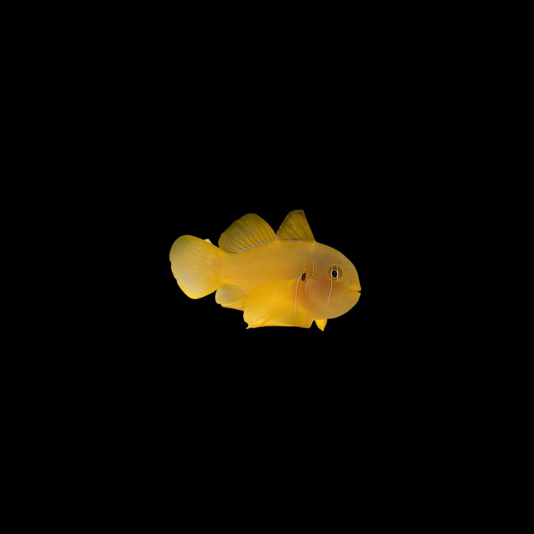 Citron Clown Gobyy (Gobiodon Citrinus)