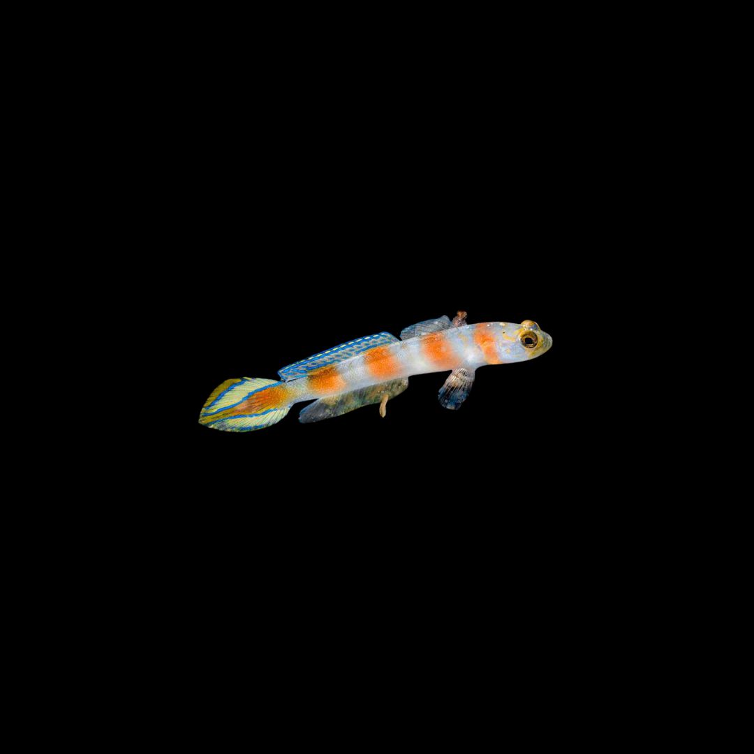 Flagtail Shrimp Goby (Amblyeleotris yanoi)