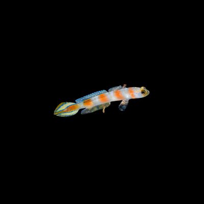 Flagtail Shrimp Goby (Amblyeleotris yanoi)