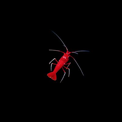 Blood Red Shrimp (Lysmata Debelius)