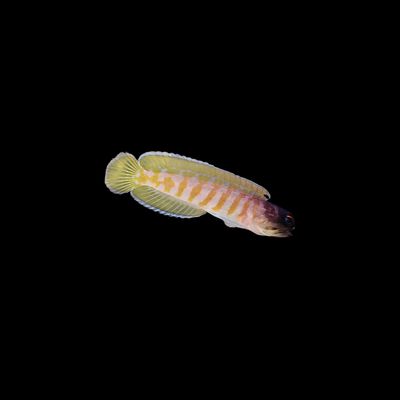 Blackcap Jawfish (Opistognathus Lonchurus)