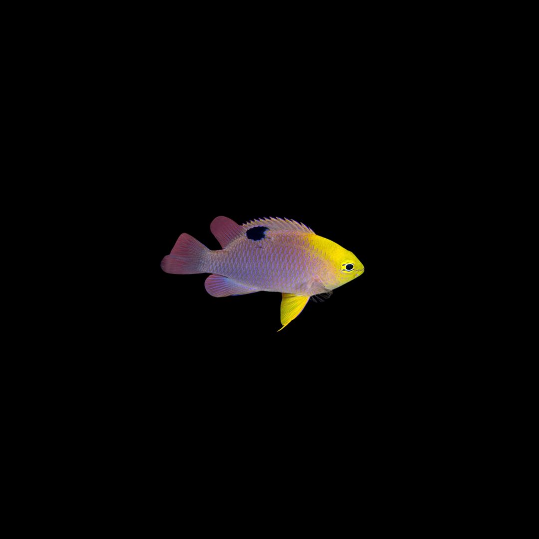 Talbot&#39;s Damselfish (Chrysiptera talboti)