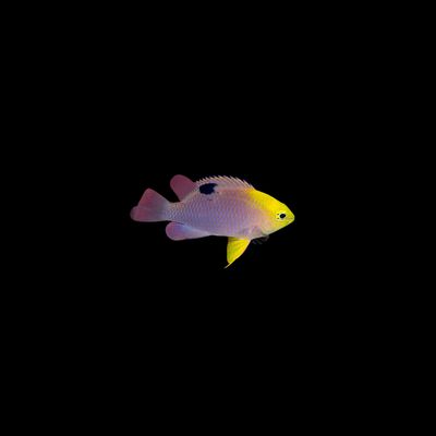 Talbot&#39;s Damselfish (Chrysiptera talboti)