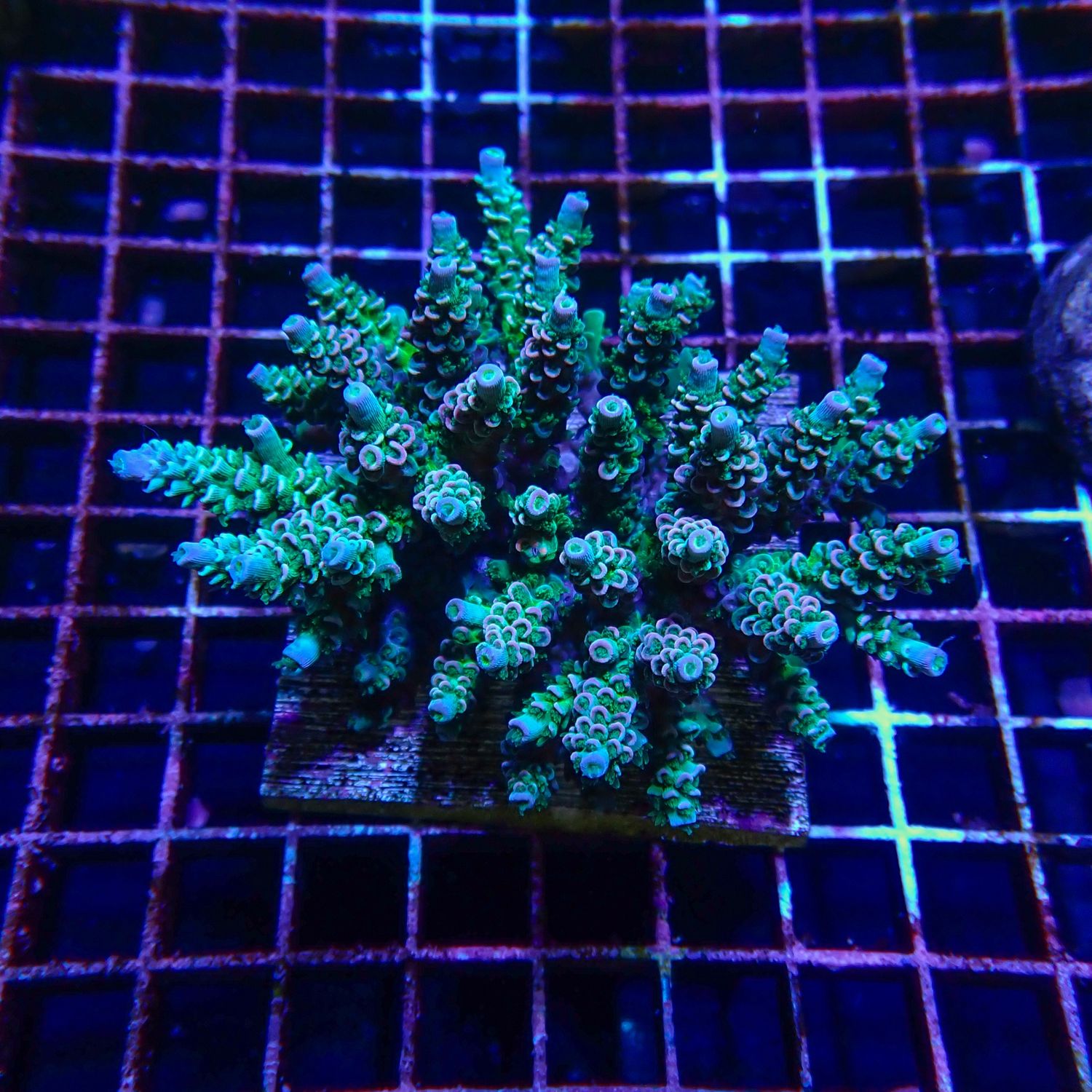 Rainbow Tenuis Colony 1 (Acropora Tenuis)