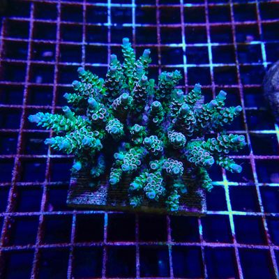 Rainbow Tenuis Colony 1 (Acropora Tenuis)
