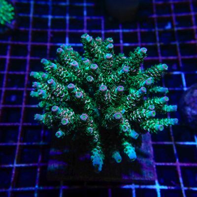 Rainbow Tenuis colony 2 (Acropora Tenuis)