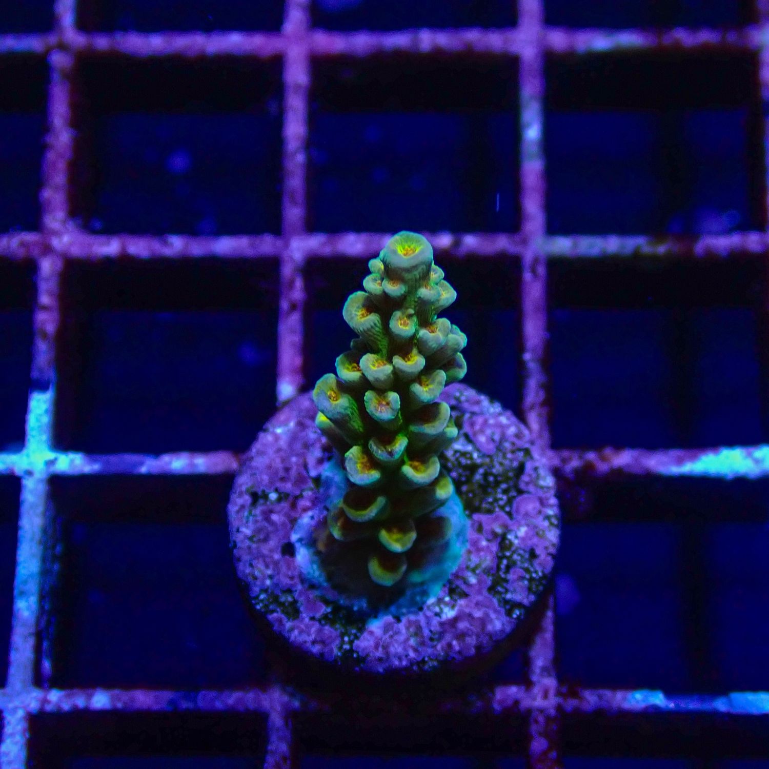 RR Orange Passion 1 (Acropora Tenuis)