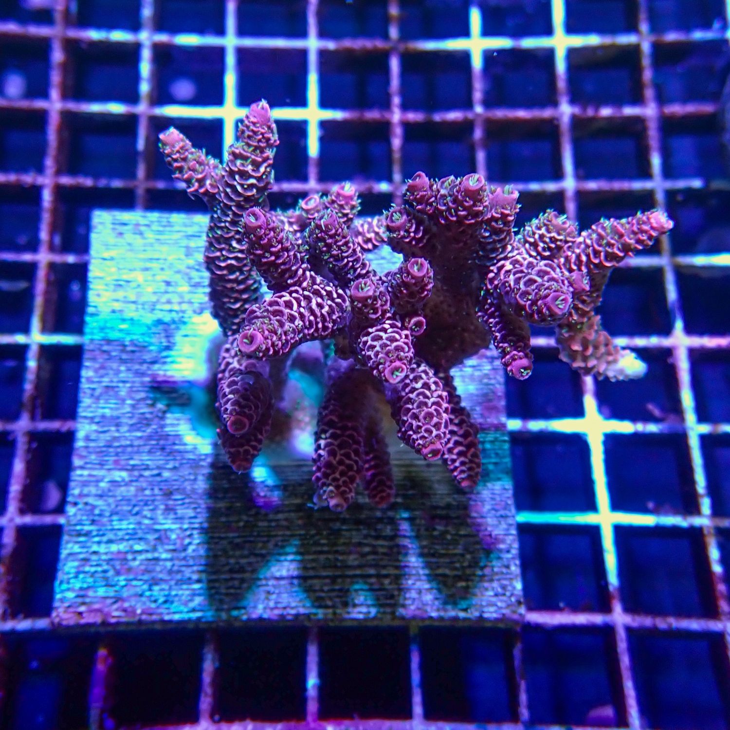 Pink Millepora Colony 1 (Acropora Millepora)