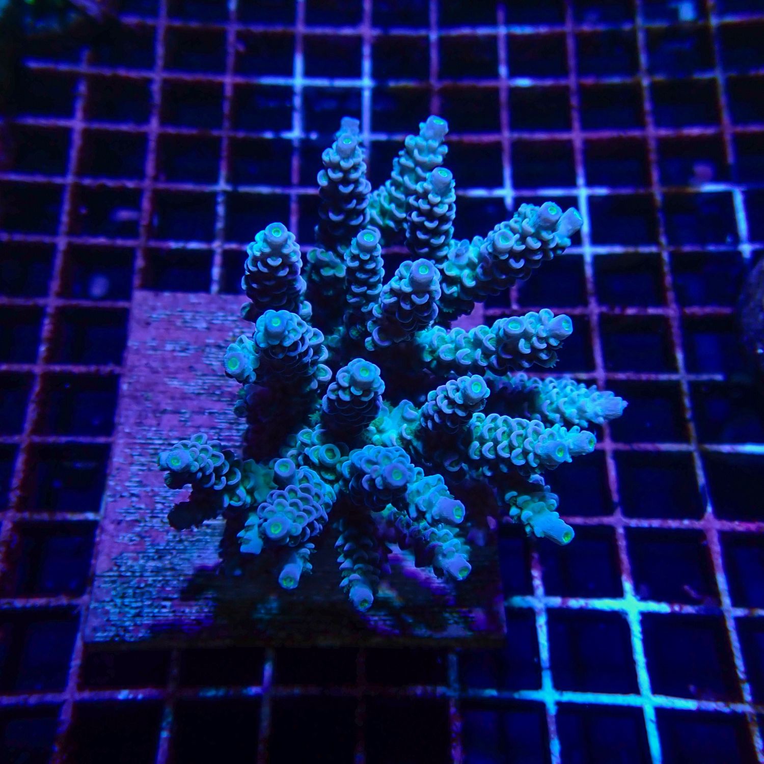 Blue Tenuis Colony  (Acropora Tenuis)