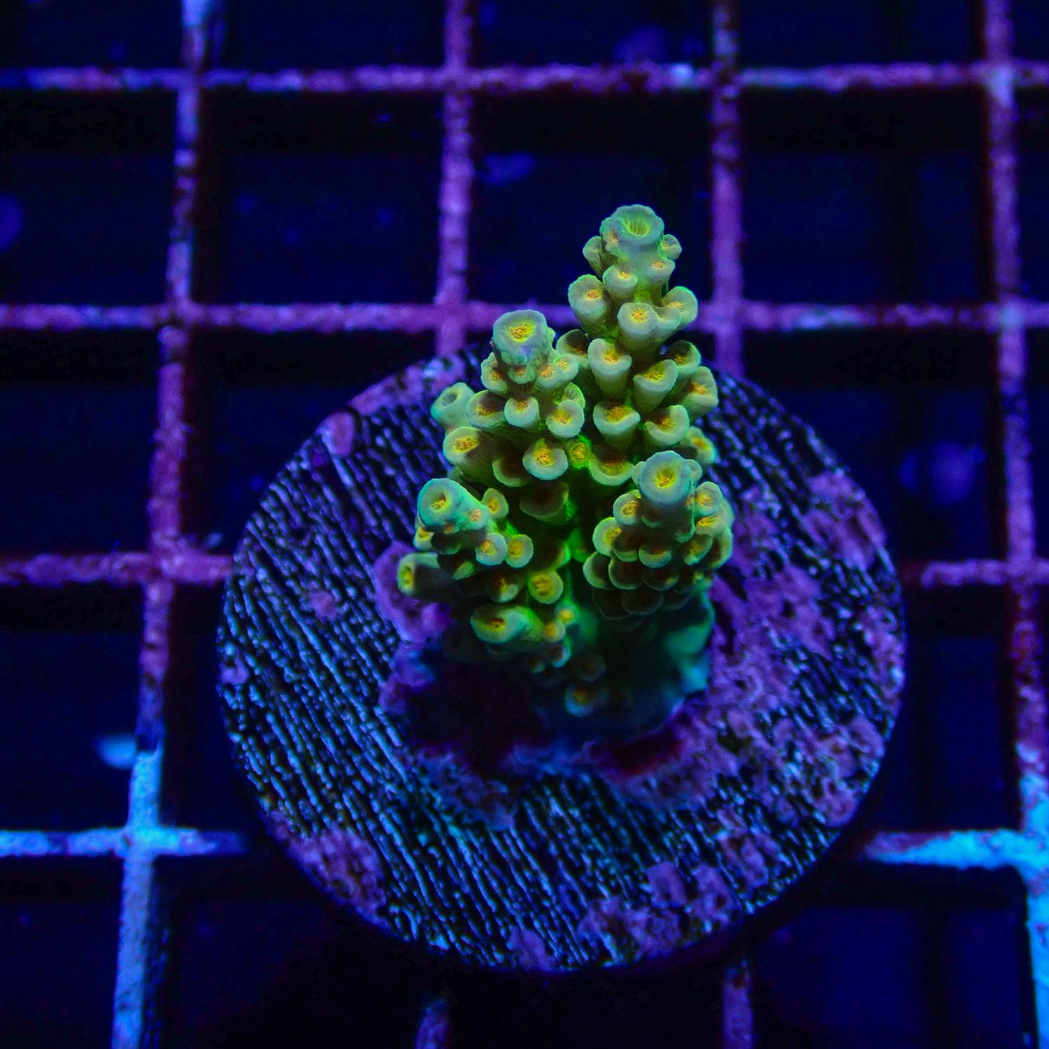 RR Orange Passion 2 (Acropora Tenuis)