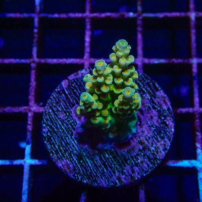 RR Orange Passion 2 (Acropora Tenuis)