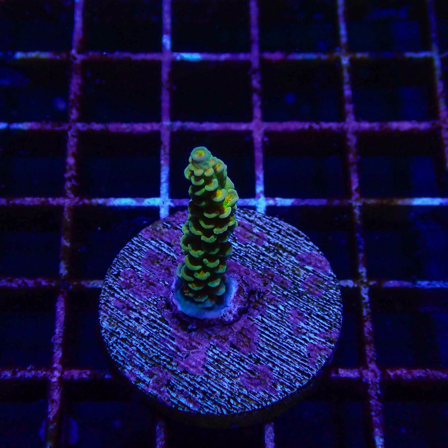 RR Orange Passion (Acropora Tenuis)