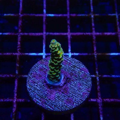 RR Orange Passion (Acropora Tenuis)