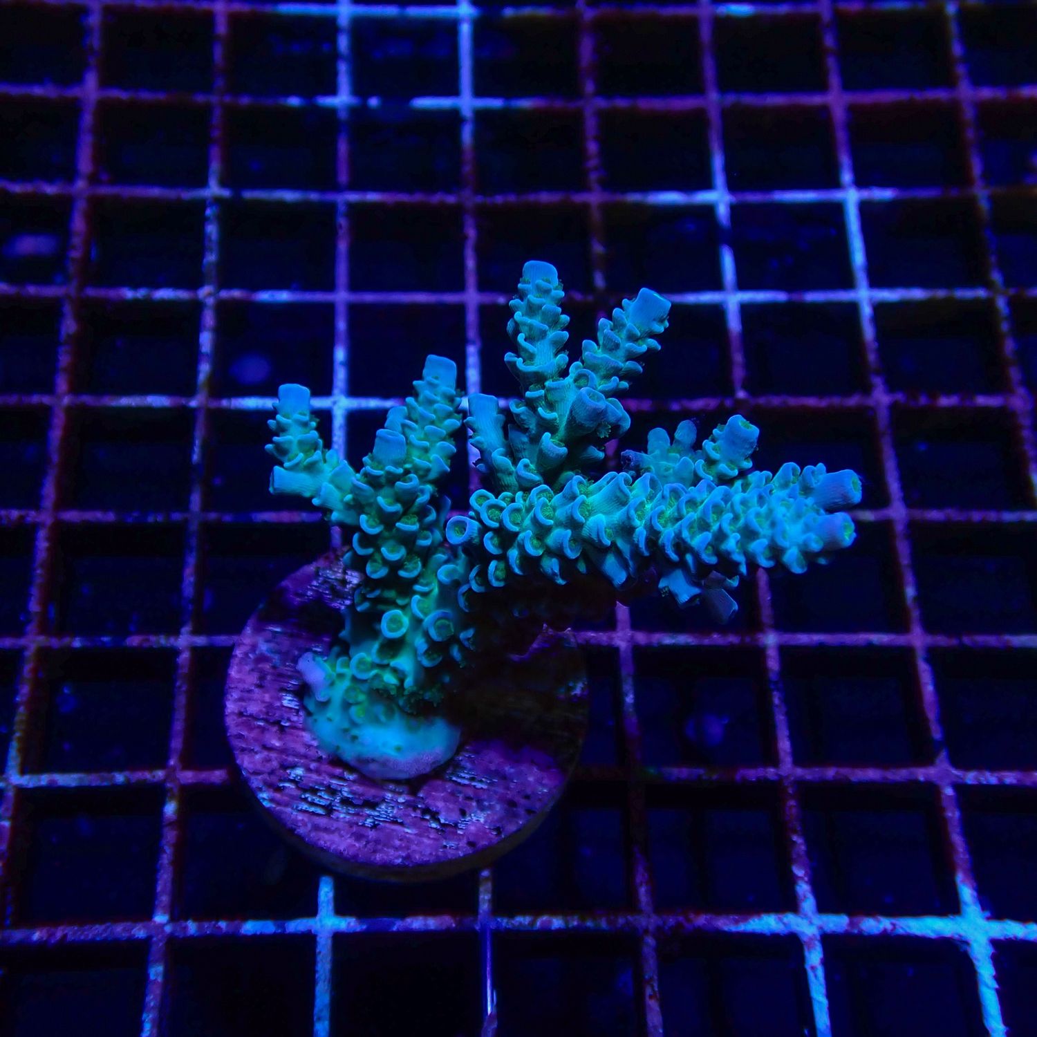 Blue Tenuis Mini Colony 1 (Acropora Tenuis)