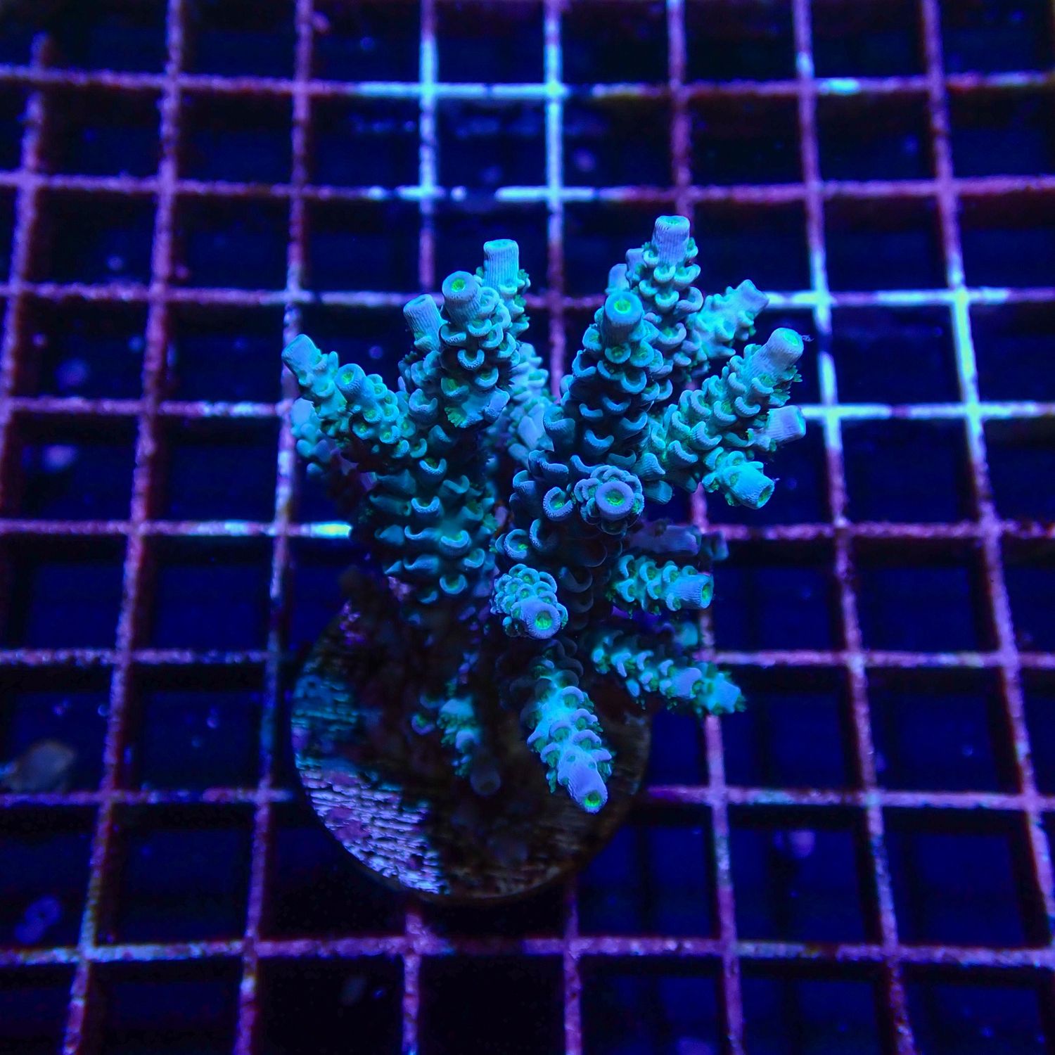 Blue Tenuis Mini Colony 2 (Acropora Tenuis)