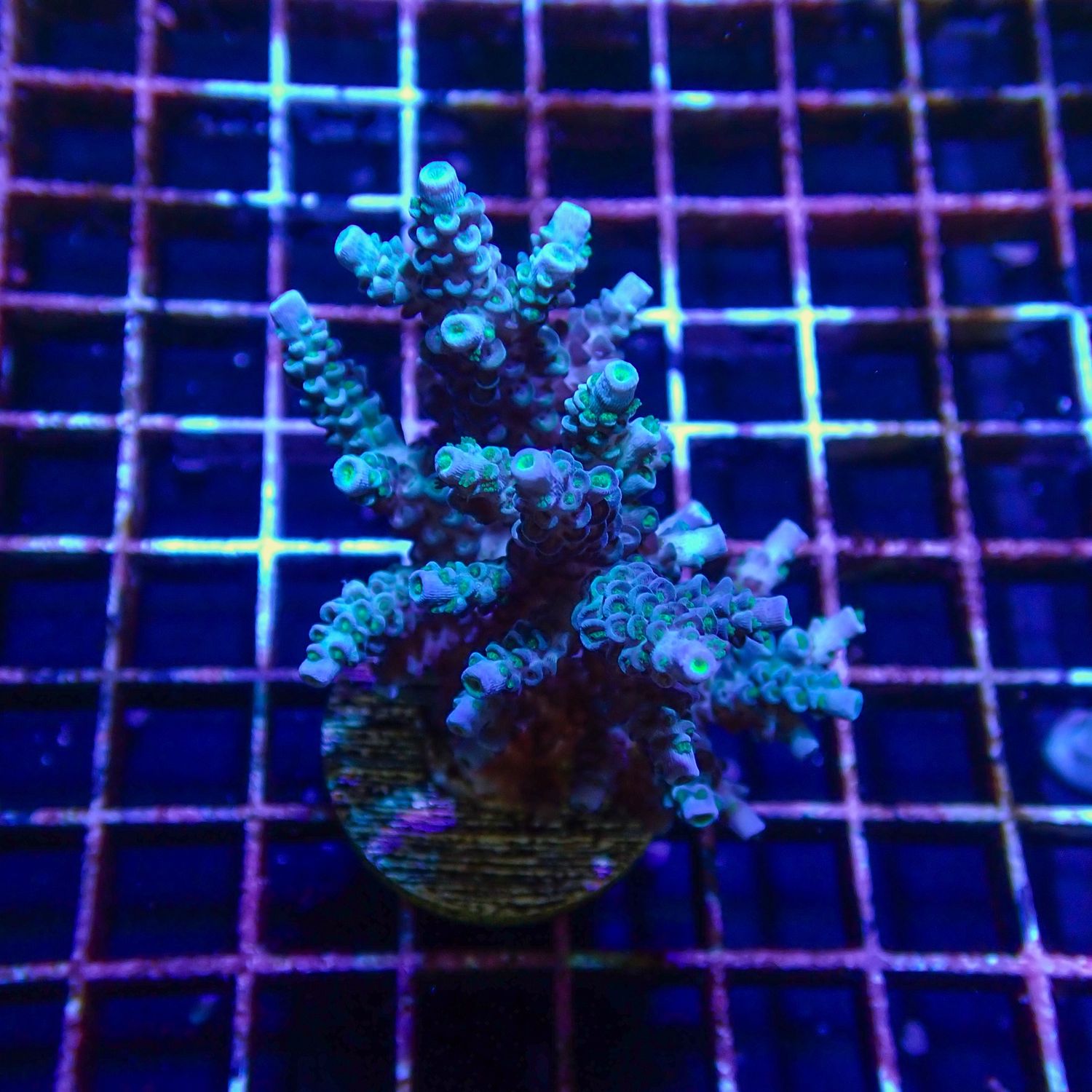 Blue Tenuis Mini Colony 4 (Acropora Tenuis)