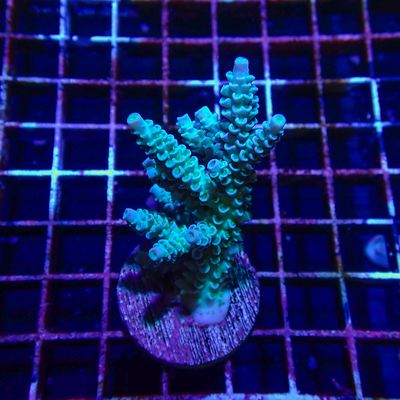 Blue Tenuis Mini Colony 3 (Acropora Tenuis)