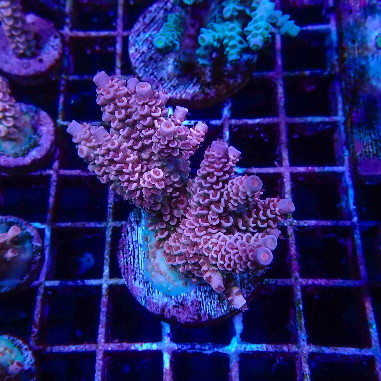 Pink Tenuis Mini Colony (Acropora Tenuis)