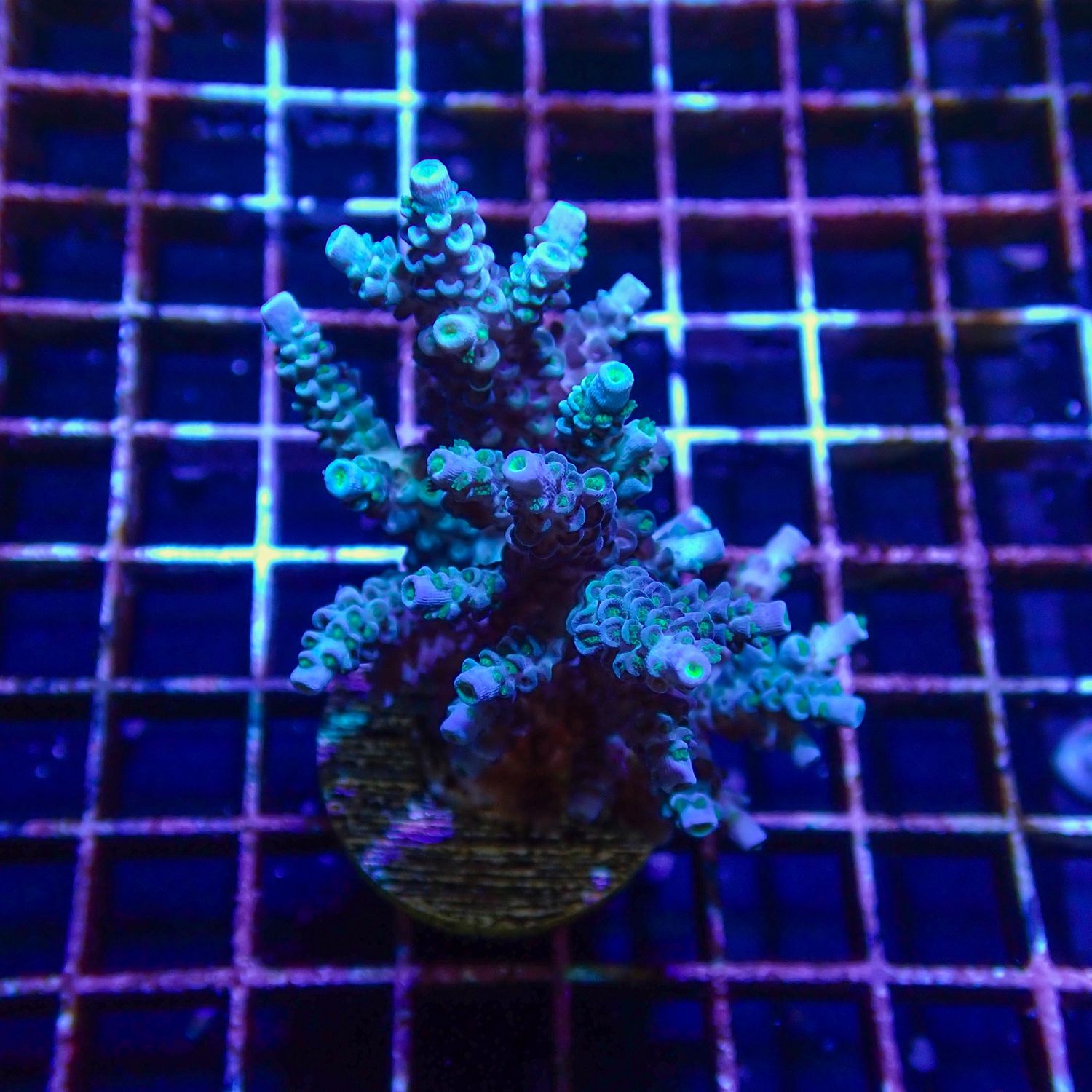 Blue Tenuis Mini Colony 5 (Acropora Tenuis)