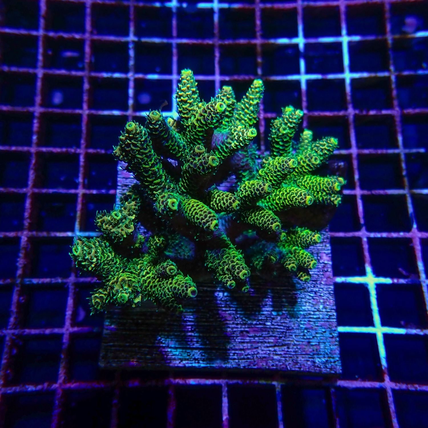 Sunset Millepora Colony 1 (Acropora Millepora)