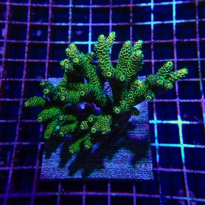 Sunset Millepora Colony 2 (Acropora Millepora)