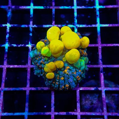 OG Bounce XL (Rhodactis Sp.)