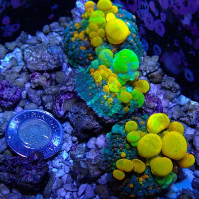 OG Bounce XL (Rhodactis Sp.)