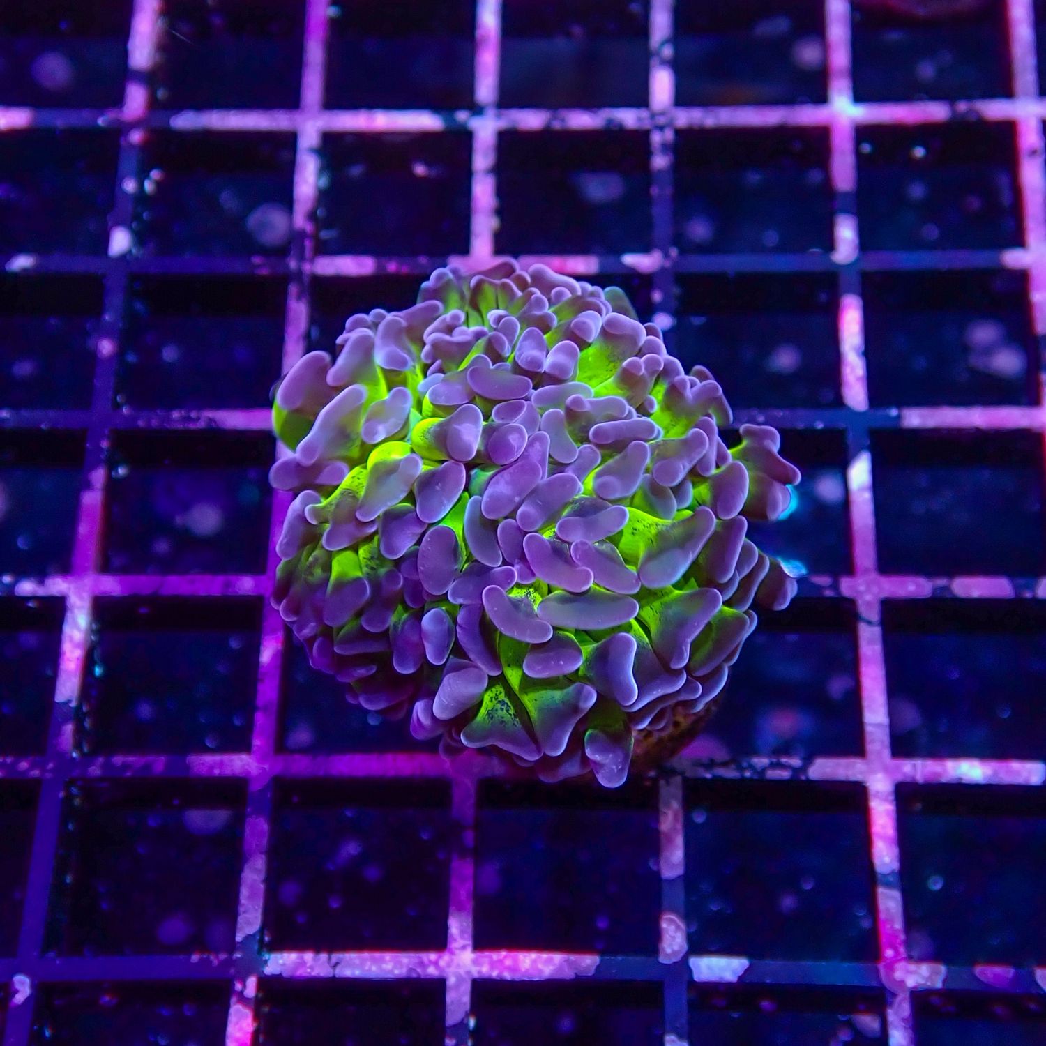 Purple Tip Green Branching Hammer (Euphillia Parancora)