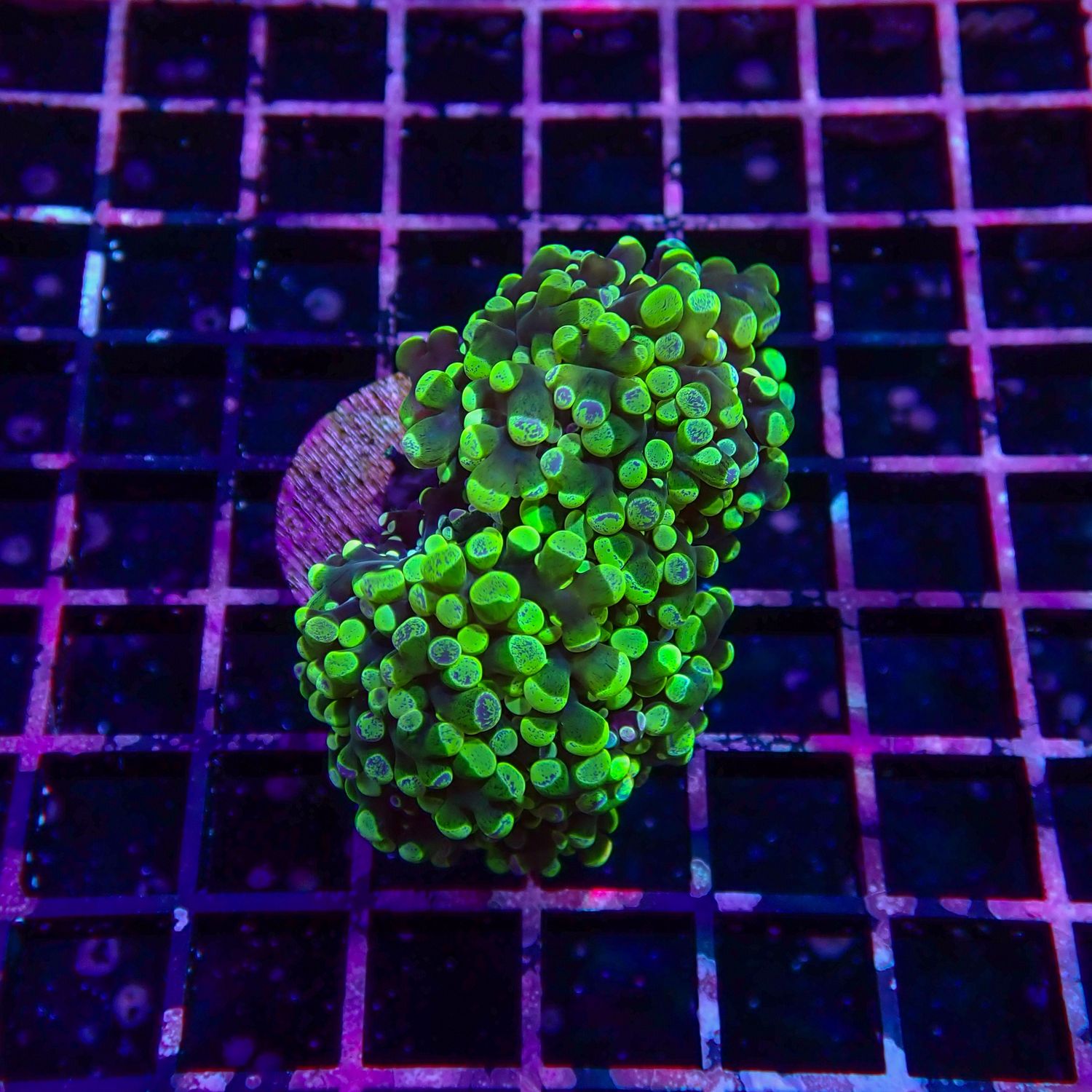 Green Splatter Frogspawn 1-2 Head Frags (Euphyllia Paradivisa)