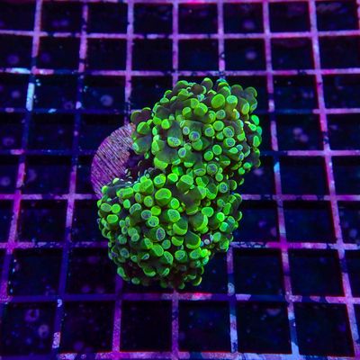 Green Splatter Frogspawn 1-2 Head Frags (Euphyllia Paradivisa)