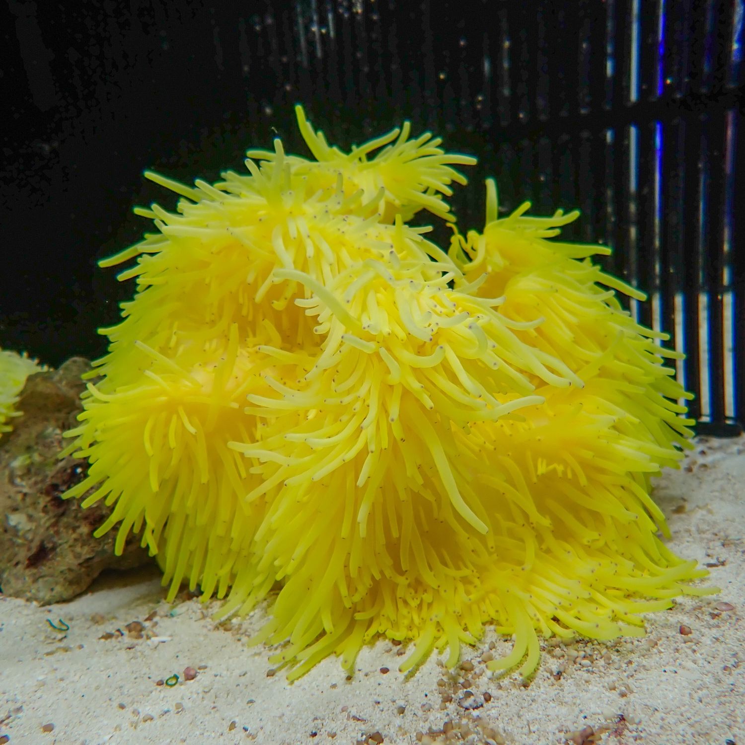 Yellow Sebae Anemone (Heteractis Crispa)