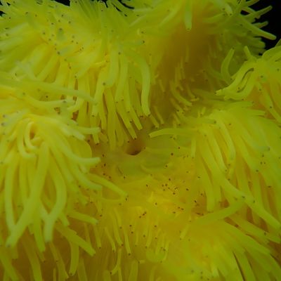 Yellow Sebae Anemone (Heteractis Crispa)