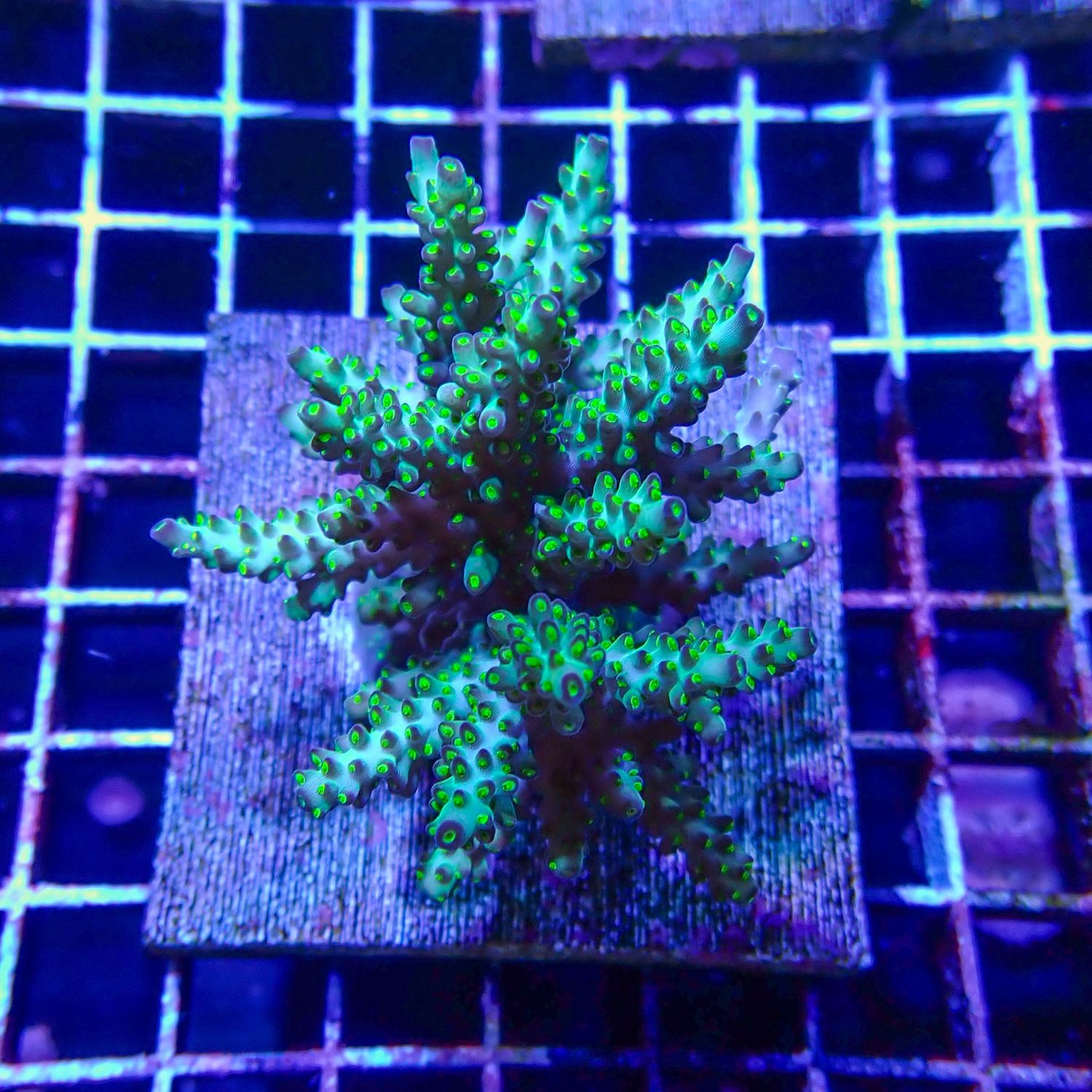 Bonsai Acropora Colony (Acropora Valida)