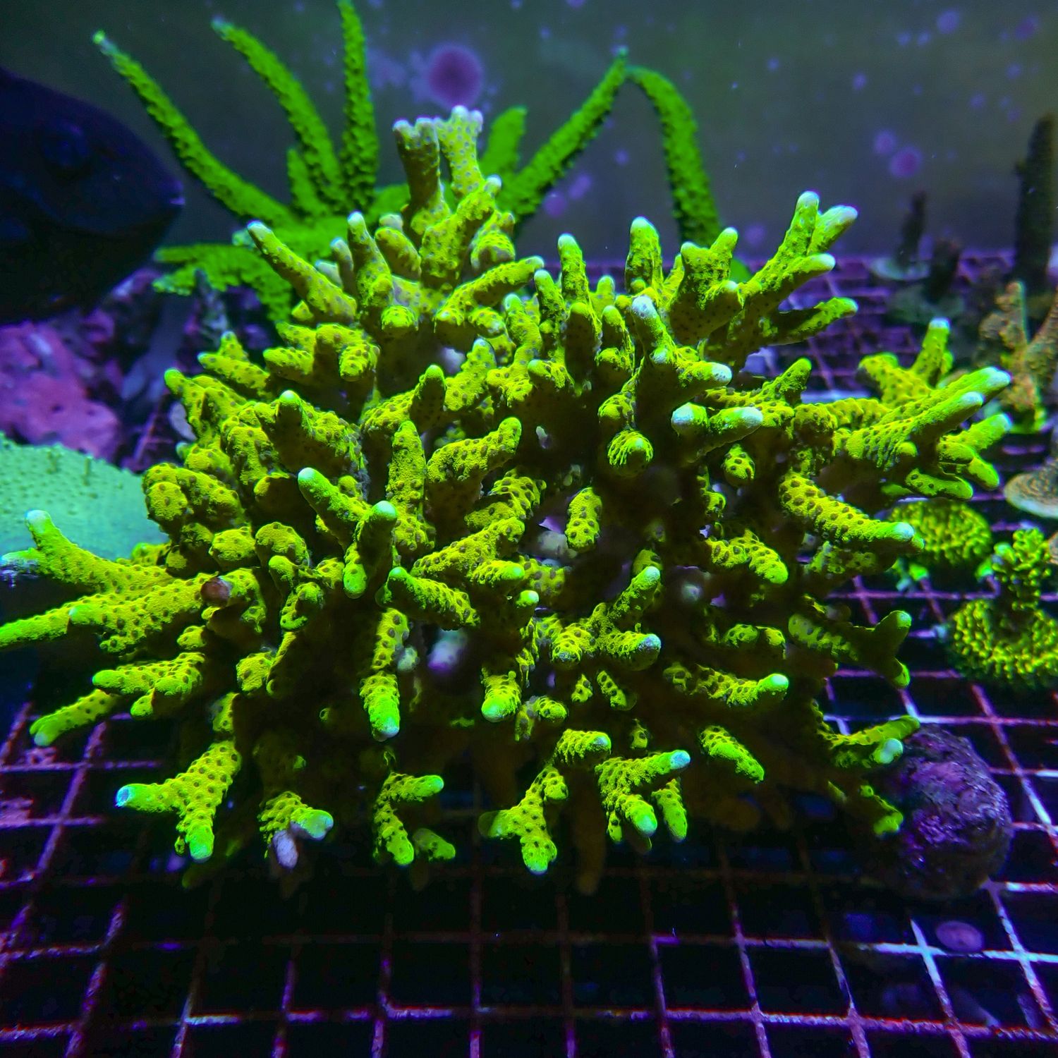 Golden Rod XXL Colony (Anacropora Sp.)