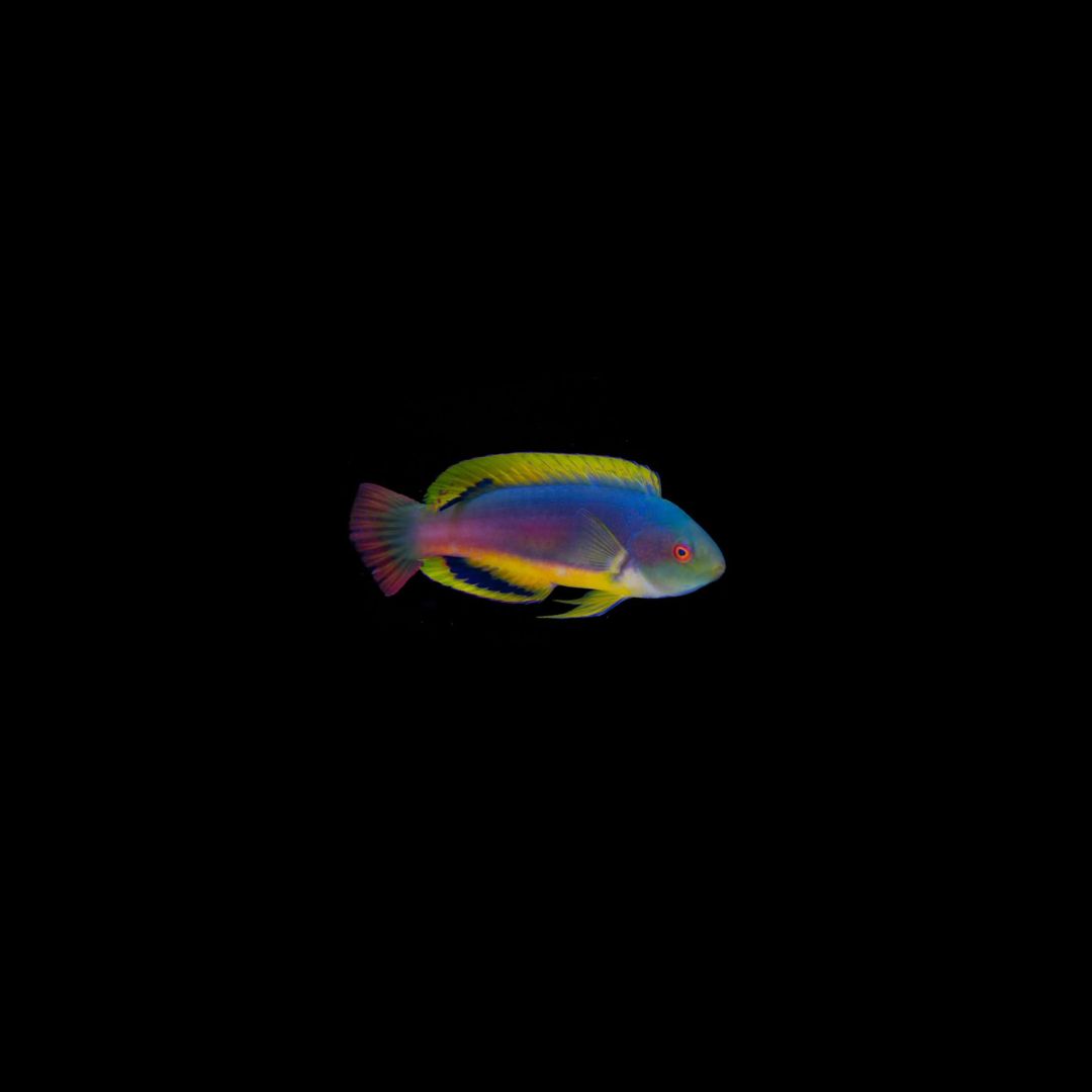 Scott&#39;s Greenback Fairy Wrasse - Fiji  (Cirrhilabrus Scottorum)