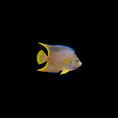 Blue Angelfish (Holacanthus Bermudensis)