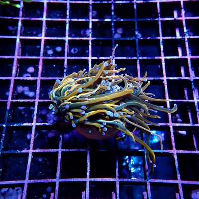 Rapunzel Torch 3 Heads Splitting WYSIWYG1 (Euphyllia Glabrescens)