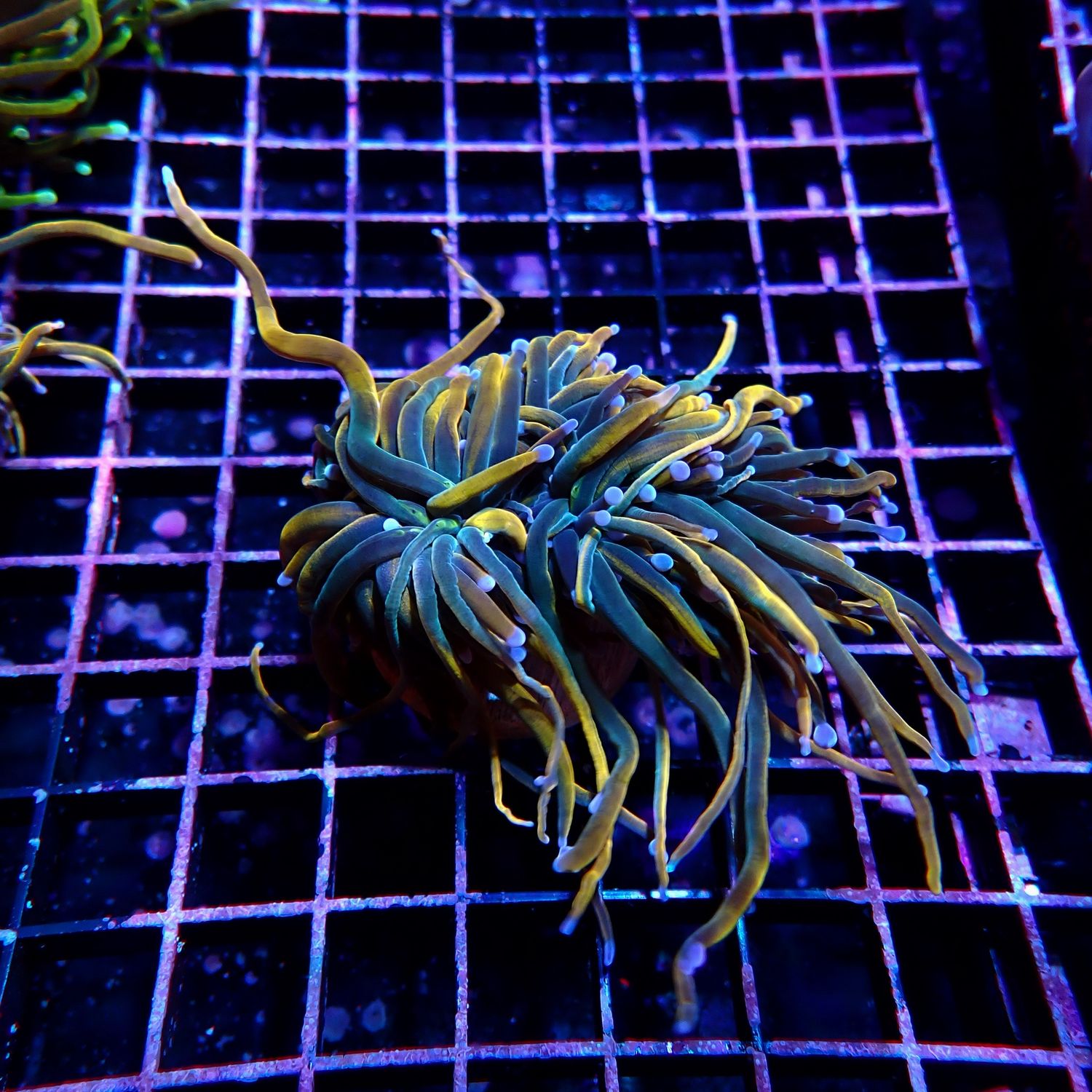 Rapunzel Torch 3 Heads Splitting WYSIWYG2 (Euphyllia Glabrescens)