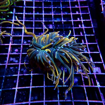 Rapunzel Torch 3 Heads Splitting WYSIWYG2 (Euphyllia Glabrescens)