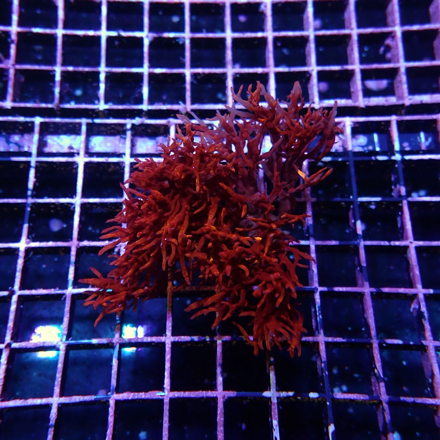 Dragons Breath Macro Algae  (Halymenia Dilatata)