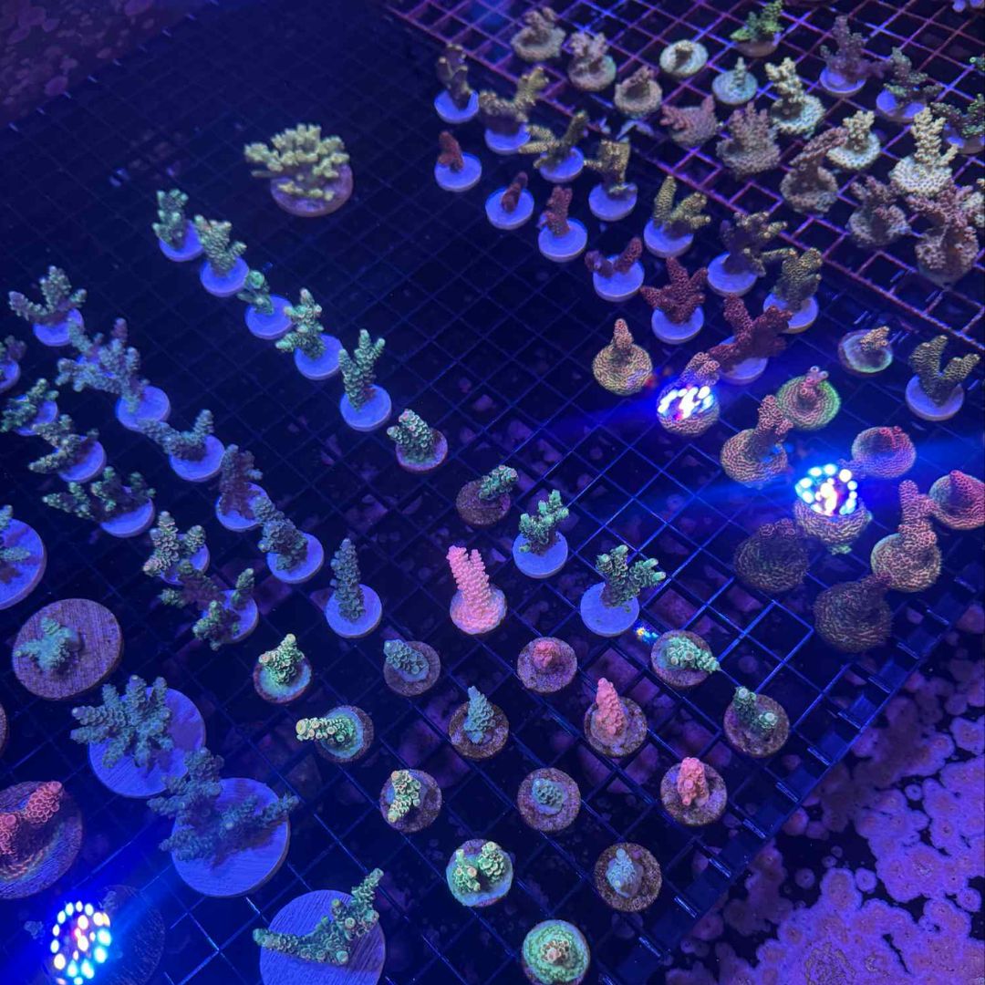 MIXED SPS Frags - 3 LOT