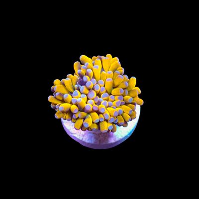 AI - Cristata Banana (Euphyllia Cristata)