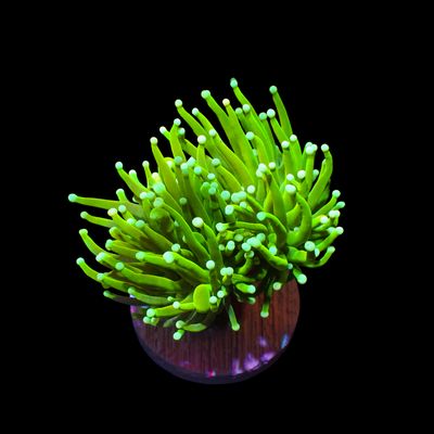AI - Prenup Holy Grail - 1 Head (Euphyllia Glabrescens)