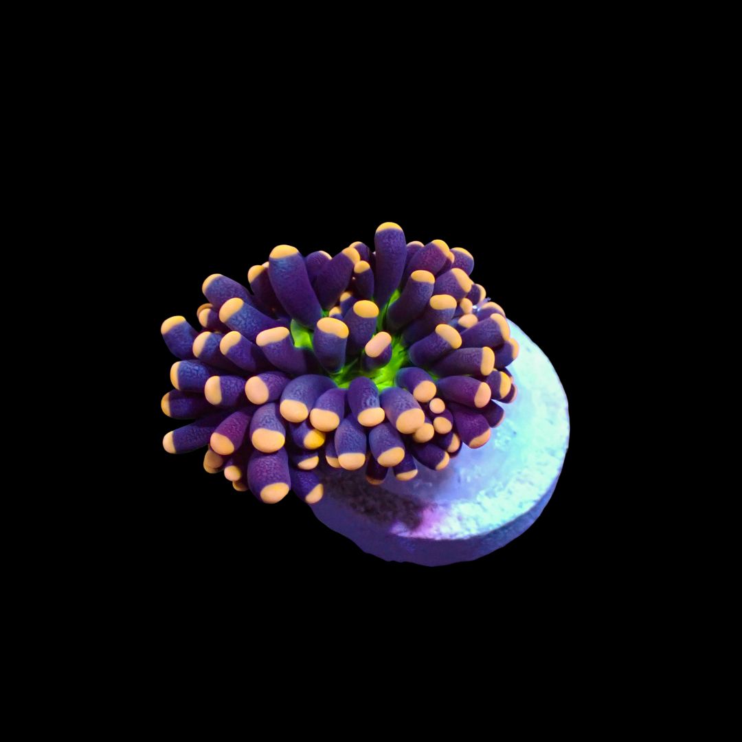 AI - Cristata Joker (Euphyllia Cristata)